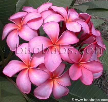 Plumeria rubra BALI